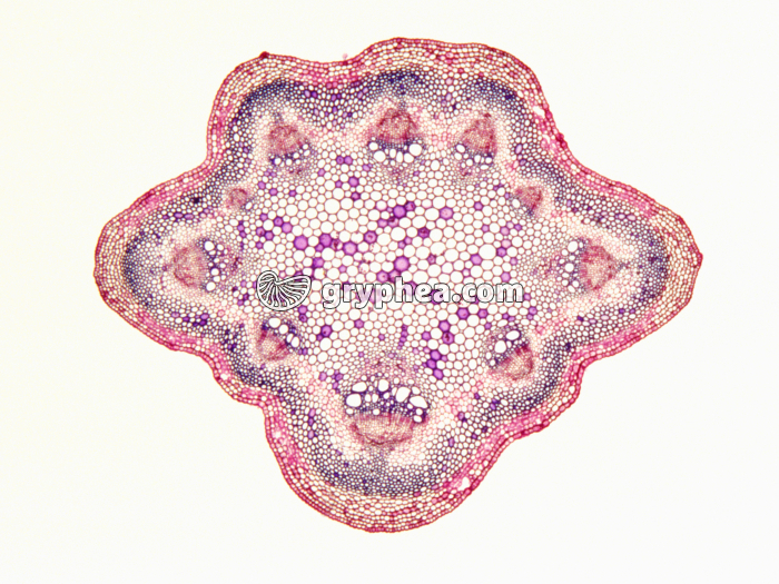 Tige de Clématite - coupe totale CT x7 - gryphea.com